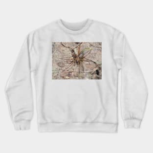 Callobius pictus or similar hacklemesh weaver spider Crewneck Sweatshirt